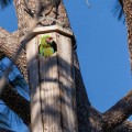 El vuelo de la primera guacamaya nacida en el Jardín Botánico de Vallarta
